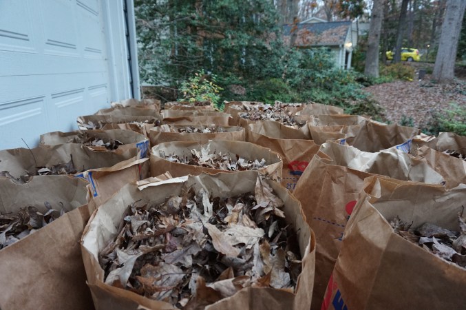 Flamingo; Reston 006